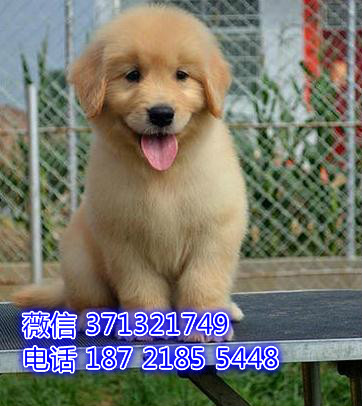 金毛犬出售 深圳犬舍 深基地繁殖 全国发货金