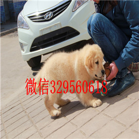  焦作哪里出售金毛犬黄色金毛幼犬出售精品纯