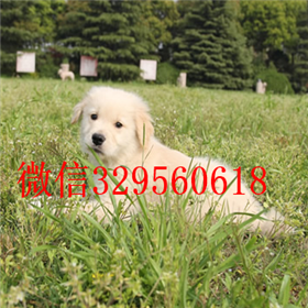  珠海哪里有卖金毛品质好纯种健康金毛幼犬出