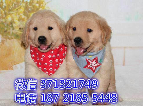 重庆本地出售金毛犬狗狗，大型犬金毛狗狗，重庆犬舍在哪里