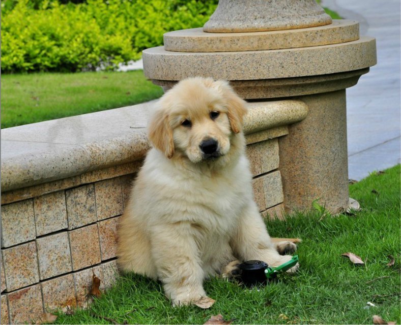  平顶山卖纯种金毛金毛一只多少钱忠诚金毛幼