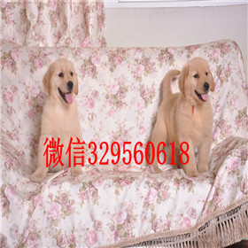  扬州哪里出售金毛犬金毛犬多少钱大头宽嘴巴