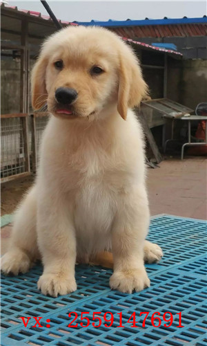南昌哪里卖纯种金毛犬 南昌哪里的金毛便宜 南