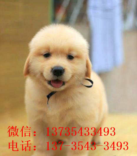 镇江犬舍出售纯种金毛幼犬活体大型犬领养宠物