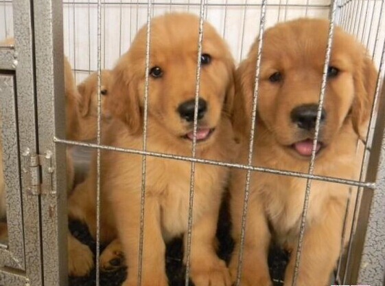 保山名犬网 保山买狗市场 买纯种金毛犬