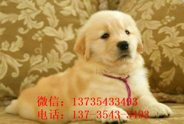 青岛犬舍出售纯种金毛犬狗市场在哪 网上有卖狗买狗