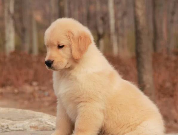 汕头狗场出售纯种金毛犬幼犬大型犬领养宠物狗