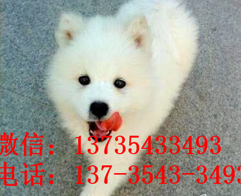 重庆犬舍出售纯种萨摩耶犬狗市场在哪 网上哪有买狗卖狗