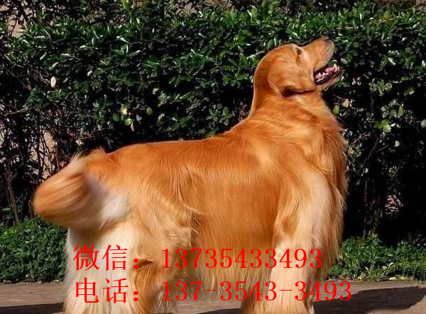 厦门宠物狗狗犬舍出售纯种金毛犬 哪里有金毛狗领养