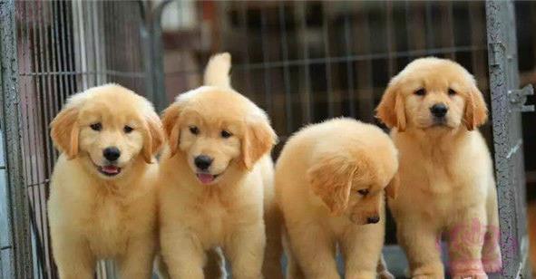 济南狗场出售纯种金毛犬幼犬大型犬领养宠物狗狗