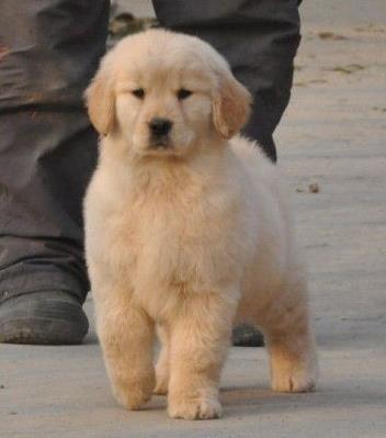 合肥犬舍宠物狗市场在哪 卖狗买狗在哪 纯种金