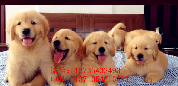 青岛宠物狗狗犬舍出售纯种金毛犬 哪里有金毛狗领养