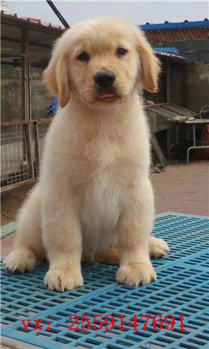 深圳金毛怎么卖的 深圳纯种金毛多少钱 深圳哪