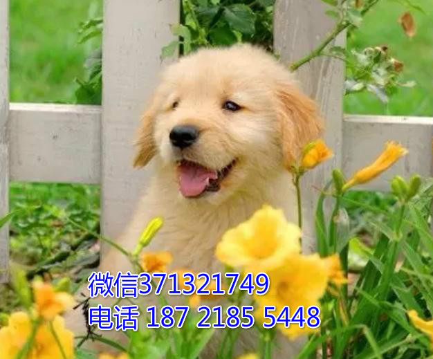 南宁犬舍 金毛特价宠物狗狗 南宁狗场繁殖 小