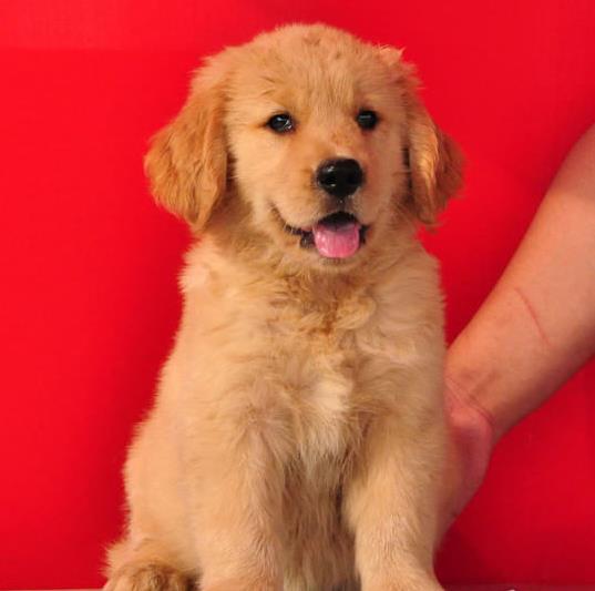 包头宠物狗犬舍出售纯种金毛犬 宠物狗市场在