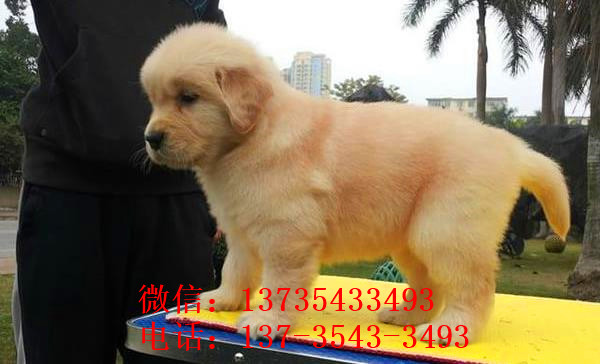 汕尾犬舍出售纯种金毛犬幼犬宠物狗狗领养大型