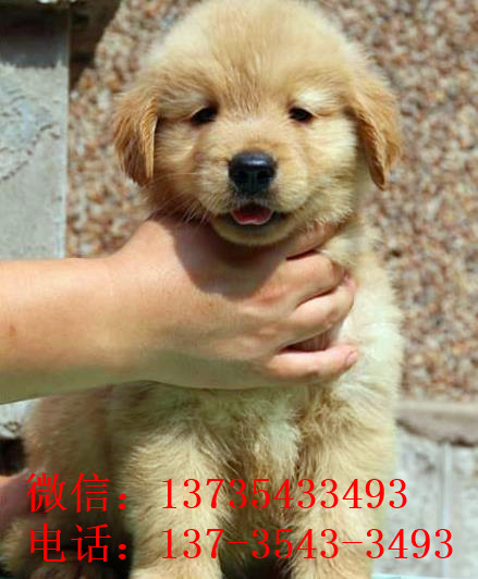 成都狗场出售纯种金毛犬幼犬大型犬领养宠物狗