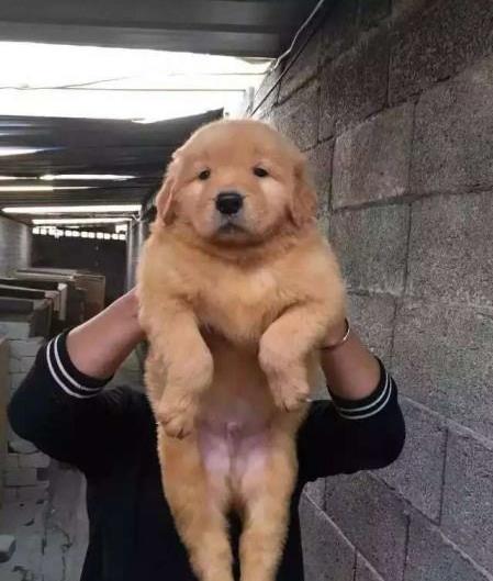 长沙宠物狗狗犬舍出售纯种金毛犬 哪里有金毛