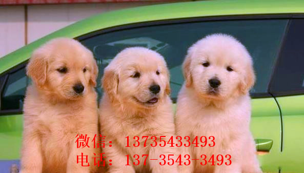 厦门宠物狗狗犬舍出售纯种金毛犬 哪里有金毛狗领养
