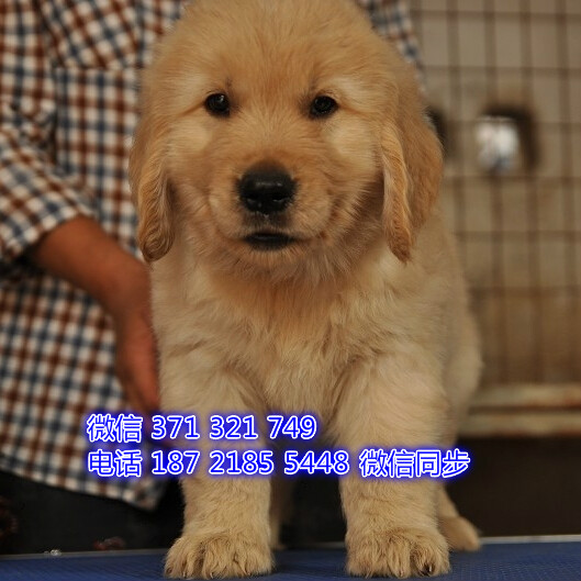 中山 特价 金毛犬出售纯种幼犬 大型中山狗场