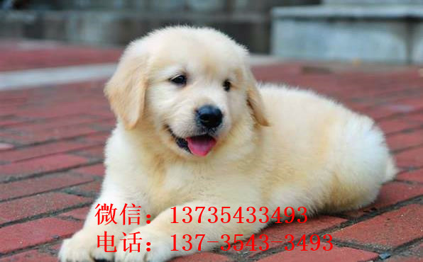 长沙狗场出售纯种金毛犬幼犬大型犬领养宠物狗狗