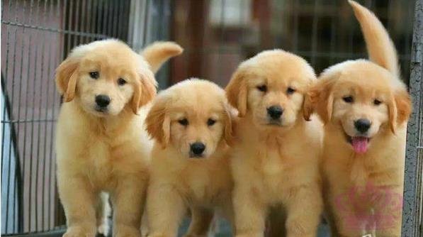 济南狗场出售纯种金毛犬幼犬大型犬领养宠物狗狗