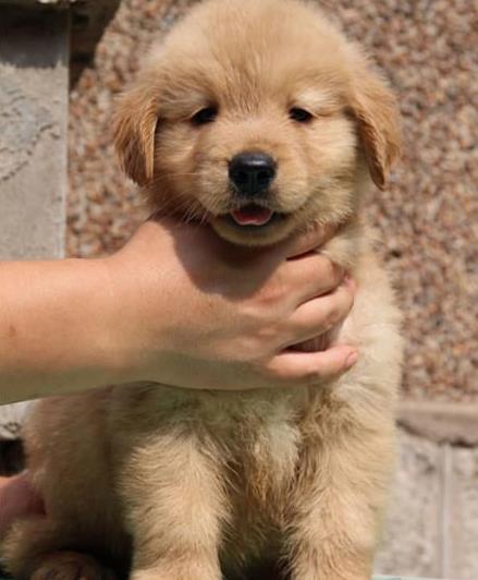 福州犬舍出售纯种金毛犬狗市场在哪 网上有卖