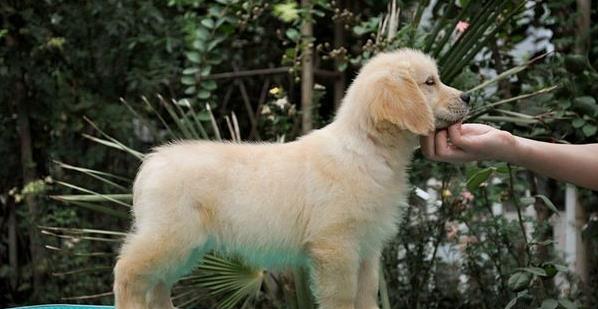 深圳犬舍出售纯种金毛幼犬活体大型犬领养宠物