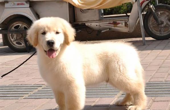 德阳犬舍出售纯种金毛犬 哪里有金毛狗领养 网