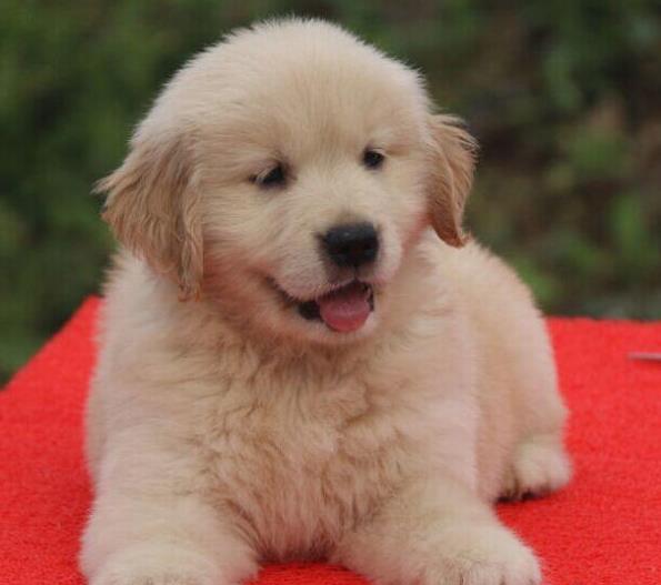 重庆狗场出售纯种金毛犬幼犬大型犬领养宠物狗