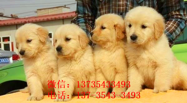 南宁狗场出售纯种金毛犬幼犬大型犬领养宠物狗