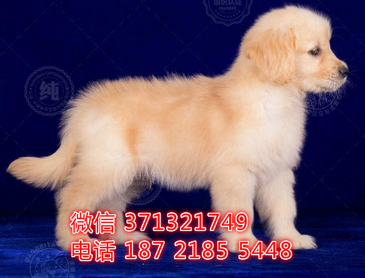 天津狗场 金毛犬出售纯种幼犬 包健康 包品质