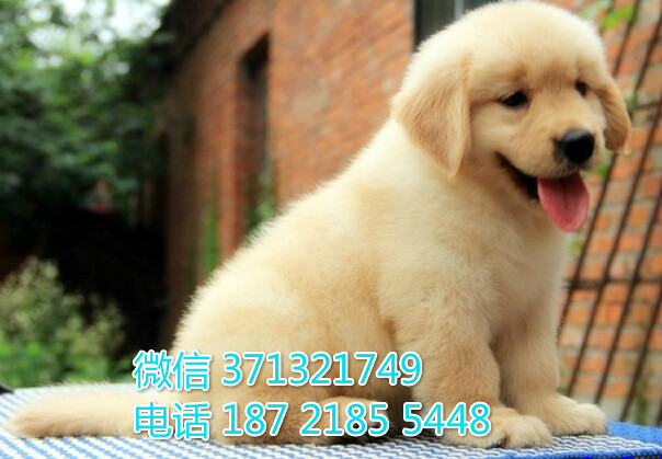 金毛犬出售纯种 济南狗狗出售 品相好 特价促销