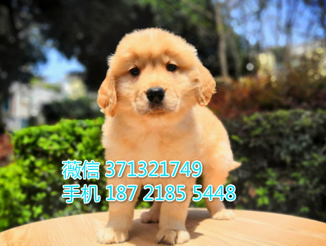 金毛犬出售纯种幼犬大型犬金毛，苏州金毛狗狗