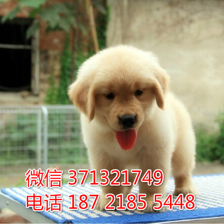 深圳犬舍出售 金毛犬幼犬 包健康 包品质 深圳特价