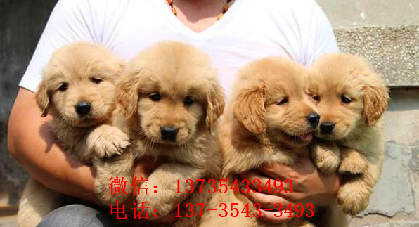 汕头犬舍出售纯种金毛犬幼犬宠物狗狗领养大型犬