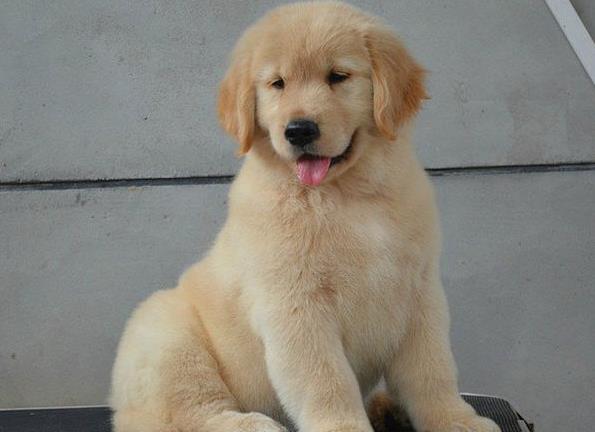 武汉狗场出售纯种金毛犬幼犬大型犬领养宠物狗