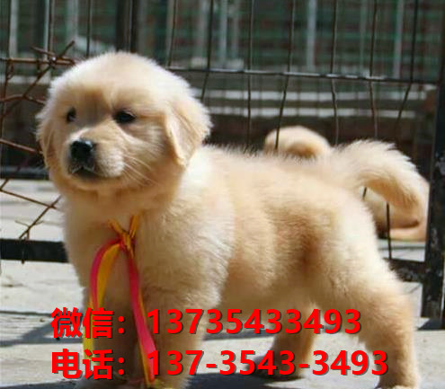 重庆犬舍出售纯种金毛犬 哪里有金毛狗领养 网上卖宠物狗信息在哪