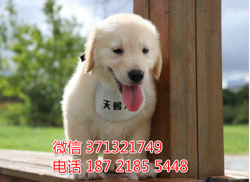 特价金毛犬出售 南京金毛犬纯种幼犬出售一窝