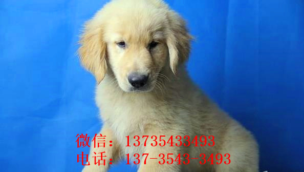 长沙狗场出售纯种金毛犬幼犬大型犬领养宠物狗狗