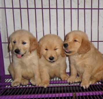 思茅买金毛 普洱买金毛 狗场出售小金毛