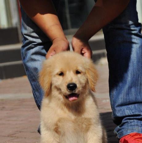 苏州犬舍出售纯种金毛犬幼犬活体宠物狗狗领养