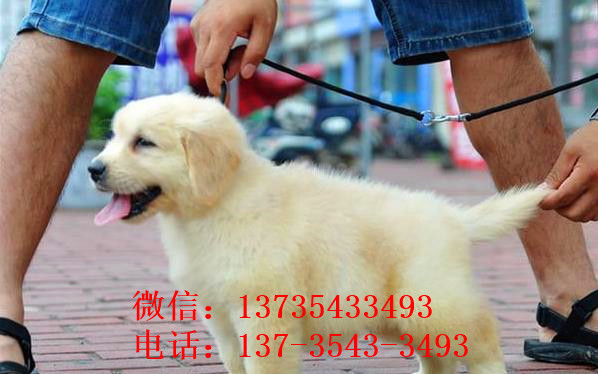 长沙狗场出售纯种金毛犬幼犬大型犬领养宠物狗狗