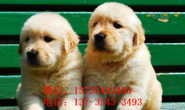 济南宠物狗狗犬舍出售纯种金毛犬 哪里有金毛狗领养