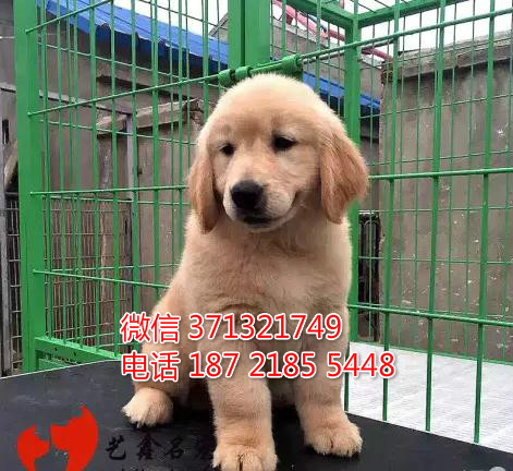 绍兴宠物 金毛犬出售纯种 绍兴犬舍在哪里