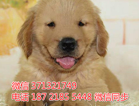 深圳特惠 宠物金毛犬纯种幼犬 深圳犬舍在哪里