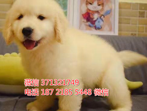 厦门宠物 金毛犬纯种幼犬出售 厦门犬舍在哪里