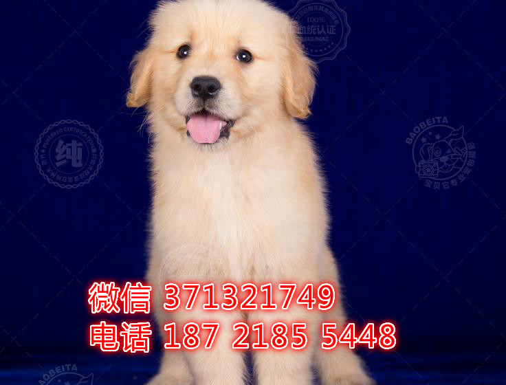 合肥宠物 金毛犬出售纯种幼犬 合肥犬舍在哪里