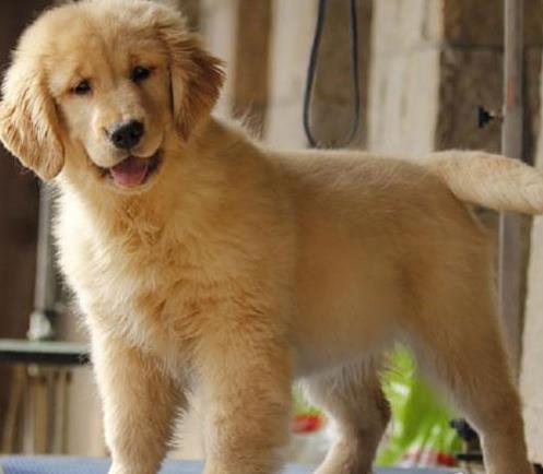济南宠物狗犬舍出售纯种金毛犬宠物狗市场在哪