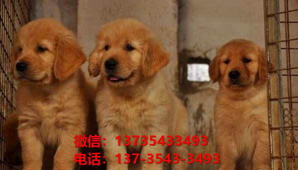 纯种金毛幼犬出售 长沙宠物狗犬舍领养宠物狗市场在哪里卖狗买狗